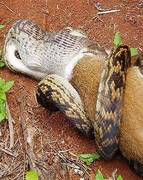 ¿Puede una serpiente tragarse a un canguro?