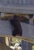Espectacular rescate de un oso pardo colgado sobre el vacío