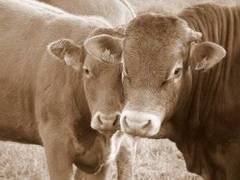 Las principales teorías económicas explicadas con dos vacas