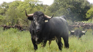 Extremadura, tierra de campo, tierra de toros